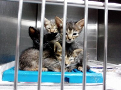 Kittens For Adoption~ - Domestic Short Hair Cat