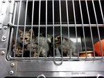 Kittens For Adoption~ - Domestic Short Hair Cat