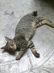 More Kittens For Adoption~ - Domestic Short Hair Cat