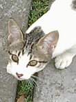 More Kittens For Adoption~ - Domestic Short Hair Cat