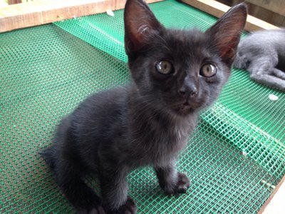 White/grey/black - Nebelung Cat