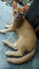 Oyen - Javanese Cat