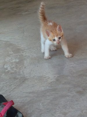 Tabby Male Kitten, Calico Female - Domestic Short Hair Cat