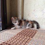 Female Calico Kitten