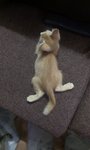 Orange Kittens  - Tabby Cat
