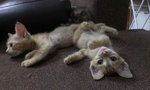 Orange Kittens  - Tabby Cat
