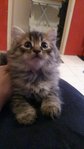 Coco Jr - Semi Persian + Siberian - Persian + Siberian Cat