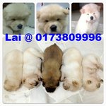 Chow Chow, Last 1 Puppy - Chow Chow Dog