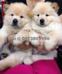 Chow Chow, Last 1 Puppy - Chow Chow Dog