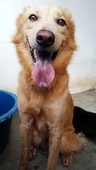 Hanson - Retriever Mix Dog