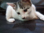 Missy - Domestic Short Hair Cat