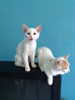 Puteh - Domestic Long Hair + Domestic Short Hair Cat