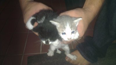Lil Miss Stevie And Her 2 Babies - American Shorthair + Oriental Short Hair Cat