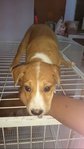 Pitbul Mix Pup - Pit Bull Terrier Dog