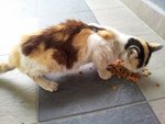 Betty (Callico) - Domestic Short Hair Cat