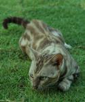 PF6026 - Bengal Cat
