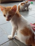 Orange - Singapura Cat