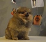 Pomeranian -super Thick Coat  - Pomeranian Dog