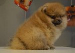 Pomeranian -super Thick Coat  - Pomeranian Dog