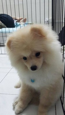 Chester - Pomeranian Dog