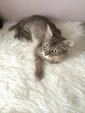Blue Tabby - Domestic Long Hair + Persian Cat
