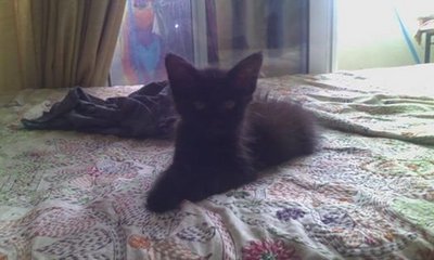 Kittens:om, Cupid, Lucid, Yoda - Bombay Cat