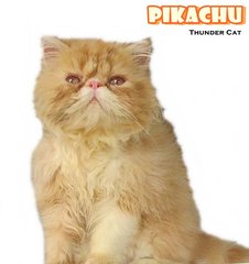 Pikachu (Flat Face Persian) - Persian Cat