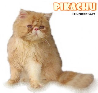 Pikachu (Flat Face Persian) - Persian Cat