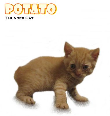 Potato 1 - American Shorthair Cat