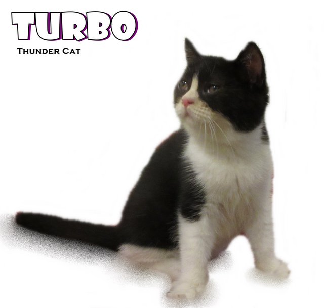 Turbo - British Shorthair Cat
