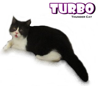 Turbo - British Shorthair Cat