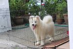Super Quality Samoyed Puppy - Samoyed Dog
