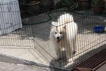 Super Quality Samoyed Puppy - Samoyed Dog