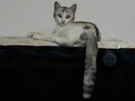 PF60323 - Domestic Medium Hair Cat