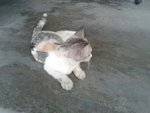 PF60323 - Domestic Medium Hair Cat