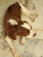 Timmy - Cavalier King Charles Spaniel Dog