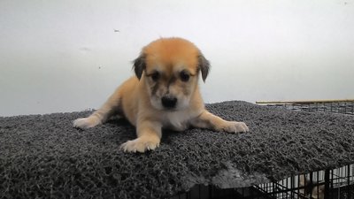 Sandy Girl - Mixed Breed Dog