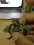 Squirtle - Turtle Reptile