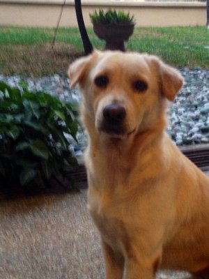 Lily - Golden Retriever Dog