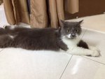 Einstein - Persian Cat