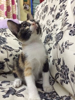 Jayden - Domestic Short Hair + Calico Cat