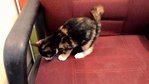 Calico Girl - Domestic Medium Hair Cat