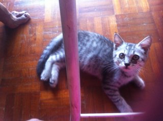 Nondi (Kira) - Domestic Short Hair Cat