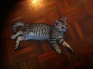 Nondi (Kira) - Domestic Short Hair Cat