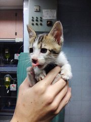 Cutie Kitties - Domestic Short Hair Cat
