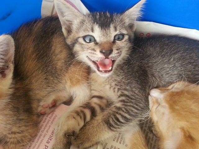 Urgent Adoption - Male Kitten - Domestic Short Hair Cat