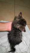 Stripes - Tabby + Domestic Short Hair Cat