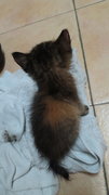 Cocoa - Tortoiseshell + Domestic Short Hair Cat