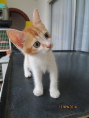 Roma - Domestic Short Hair Cat