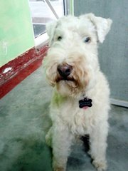 Buckwheat - Lakeland Terrier Dog